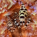 shrimp_coleman_bhr_tam_h_0555_bal6511.jpg